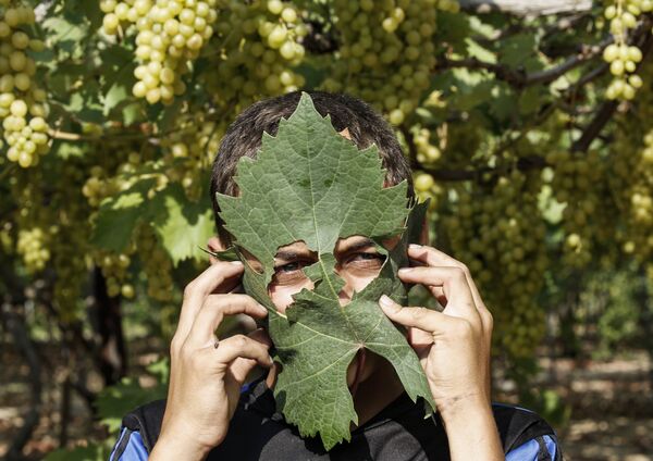 Палестинский фермер использует виноградный лист в качестве защитной маски - Sputnik Молдова