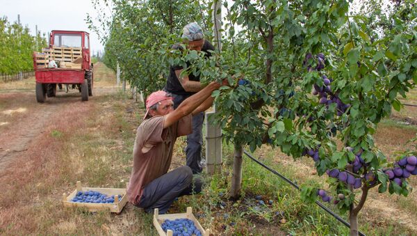 Сбор урожая в агрохозяйстве в Приднестровье - Sputnik Молдова