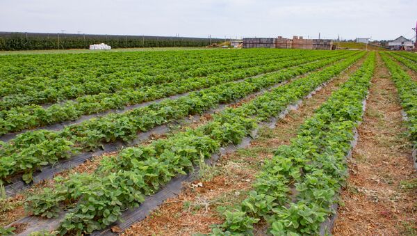 Сбор урожая в агрохозяйстве в Приднестровье - Sputnik Moldova