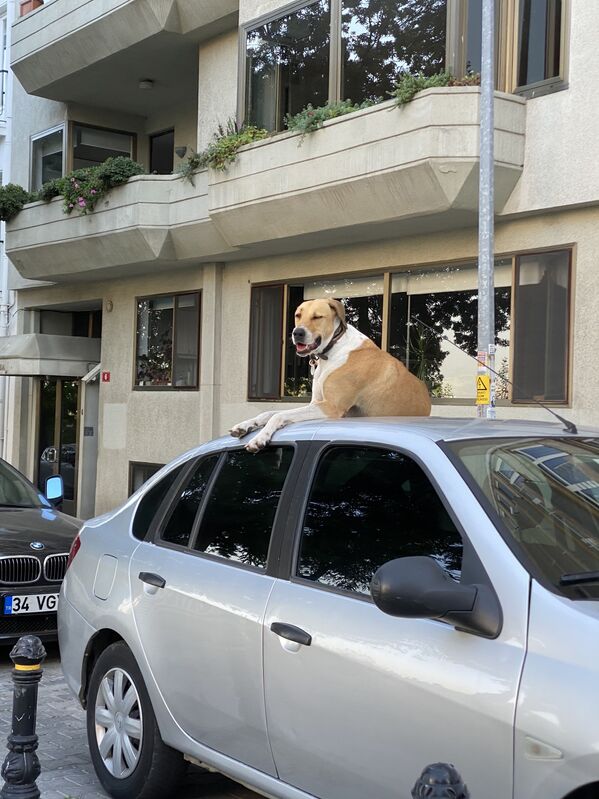 Собака на одной из улиц Стамбула - Sputnik Moldova-România