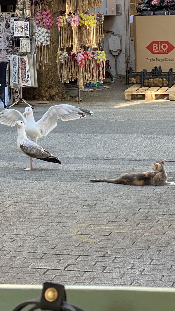 Чайки и кот на одной из улиц острова недалеко от Стамбула - Sputnik Moldova-România