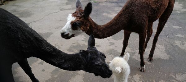 Московский зоопарк - Sputnik Молдова