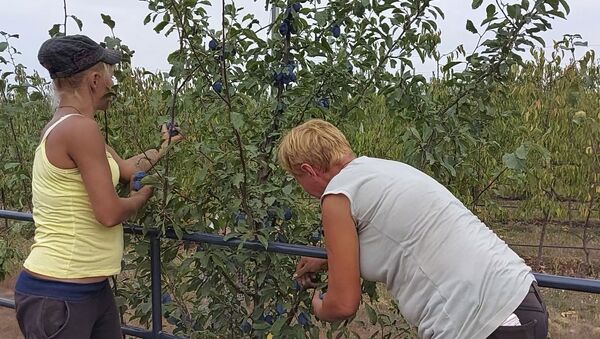 В Приднестровье собирают урожай фруктов - тех, что удалось сохранить в непогоду - Sputnik Молдова