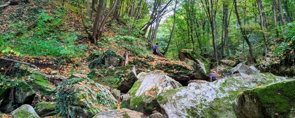 Ландшафтный заповедник Рудь-Арионешты - Sputnik Молдова