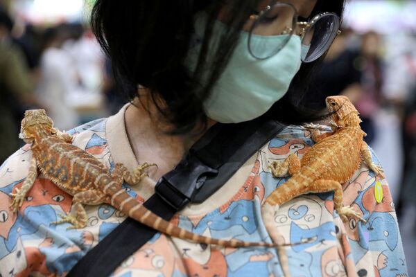 Женщина с гекконами на выставке Pet Expo Thailand в Бангкоке - Sputnik Молдова