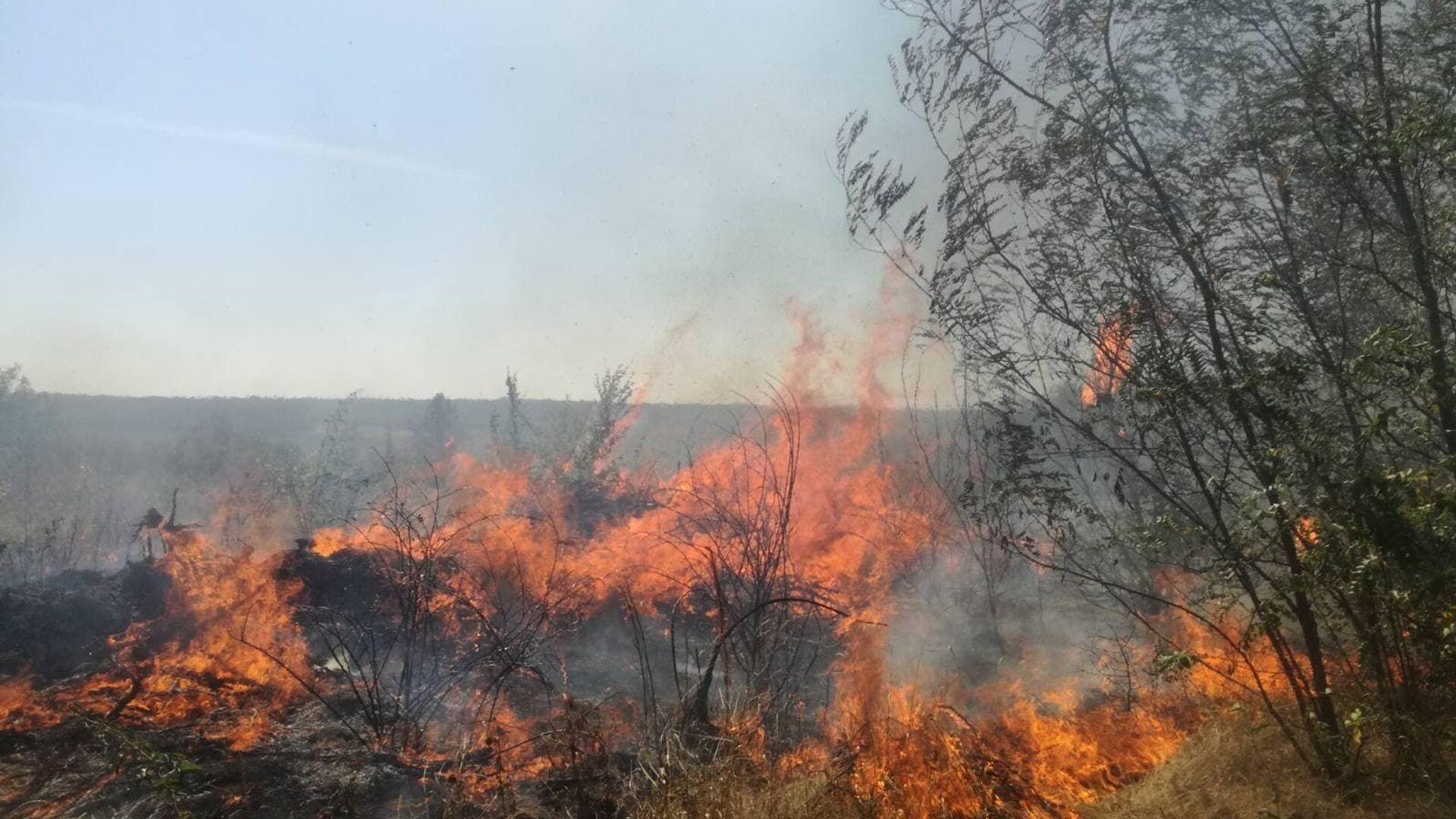 Incendiu de vegetație la Șoldănești - Sputnik Moldova, 1920, 20.02.2022