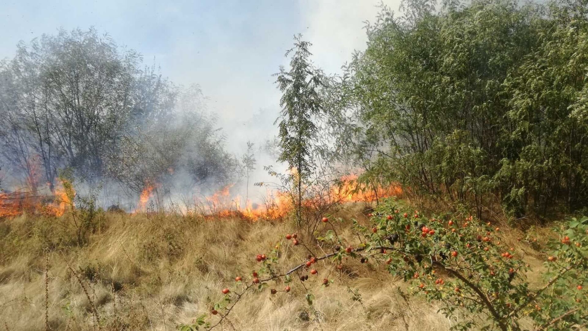 Incendiu de vegetație la Șoldănești - Sputnik Moldova, 1920, 10.09.2021
