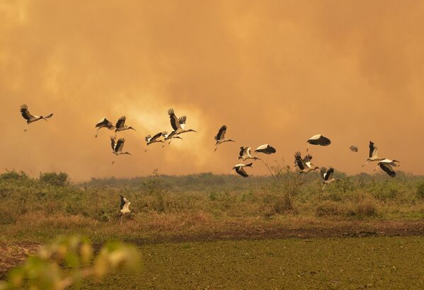 Птицы пролетают над территорией Пантанала во время природных пожаров в Бразилии - Sputnik Moldova-România