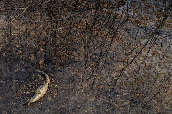 Мертвый аллигатор на территории Пантанала во время природных пожров в Бразилии - Sputnik Moldova-România