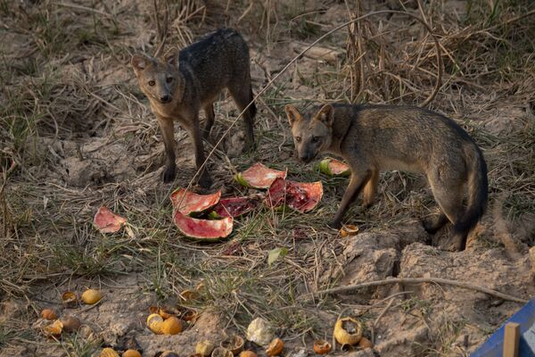 Лисы едят оставленный защитниками животных арбуз на пострадавшей от лесных пожаров заболоченной территории Пантанала в Бразилии - Sputnik Moldova-România