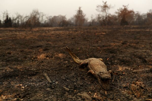 Труп каймана на пострадавшей от лесных пожаров заболоченной территории Пантанала в Бразилии - Sputnik Moldova-România