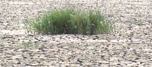 На фоне засухи в Молдове исчезают реки и озера - Sputnik Молдова