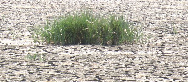 Seceta în Moldova: Dispar râuri și lacuri - Sputnik Moldova