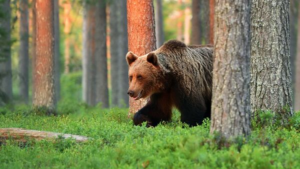 Бурый медведь в лесу - Sputnik Молдова