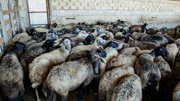 Fermă de ovine - Sputnik Moldova