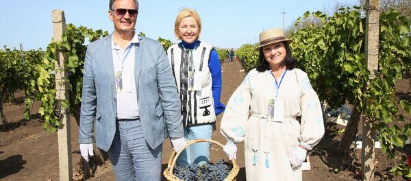 Дипломаты приняли участие в сборе винограда в Гагаузии - Sputnik Moldova