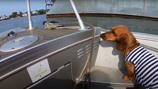 Такса Чапа — первая собака-юнга на Балтике - Sputnik Молдова