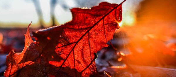 Солнечные лучи через осенний листок в Германии Солнечные лучи через осенний листок в Германии - Sputnik Молдова