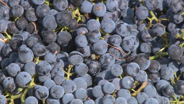 Виноделы приступили к производству домашнего вина - Sputnik Молдова