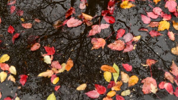 Осенние листья в луже - Sputnik Молдова