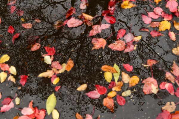Осенние листья в луже - Sputnik Moldova-România