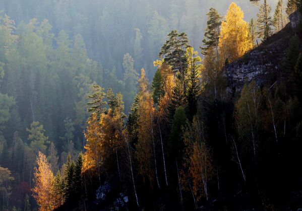 Деревья на скалах Бирюсинского карстового створа в Красноярском крае - Sputnik Moldova-România