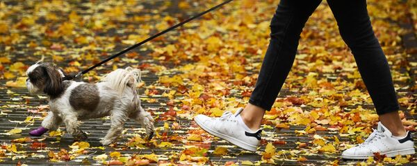 Девушка с собакой в сквере в центре Новосибирска - Sputnik Moldova-România