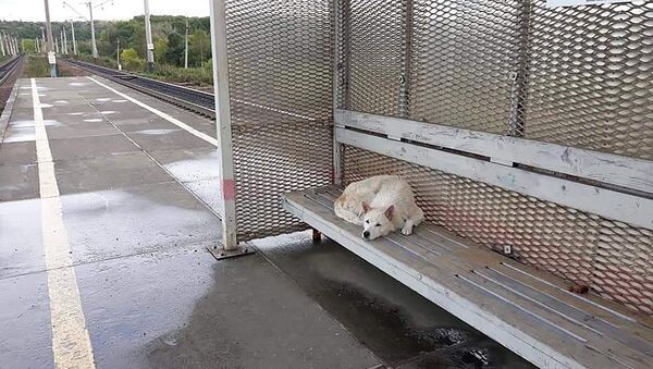 Собака на железнодорожной платформе в селе Тигровое Партизанского городского округа Приморья - Sputnik Молдова