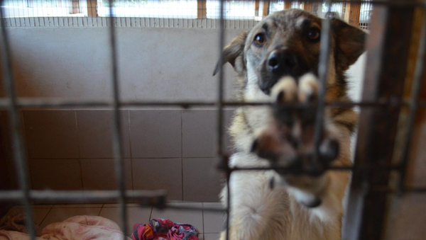 Бездомные собаки в Молдове - Sputnik Молдова