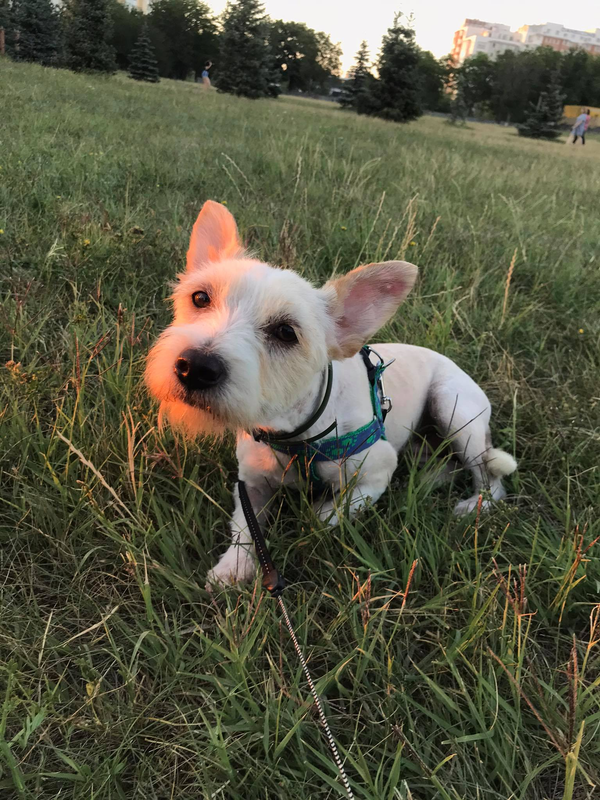 Видео - то, что делает нас людьми: история спасения одной бездомной собаки Видео - то, что делает нас людьми: история спасения одной бездомной собаки - Sputnik Молдова