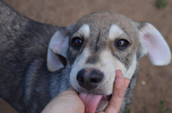 Видео - то, что делает нас людьми: история спасения одной бездомной собаки Видео - то, что делает нас людьми: история спасения одной бездомной собаки - Sputnik Молдова