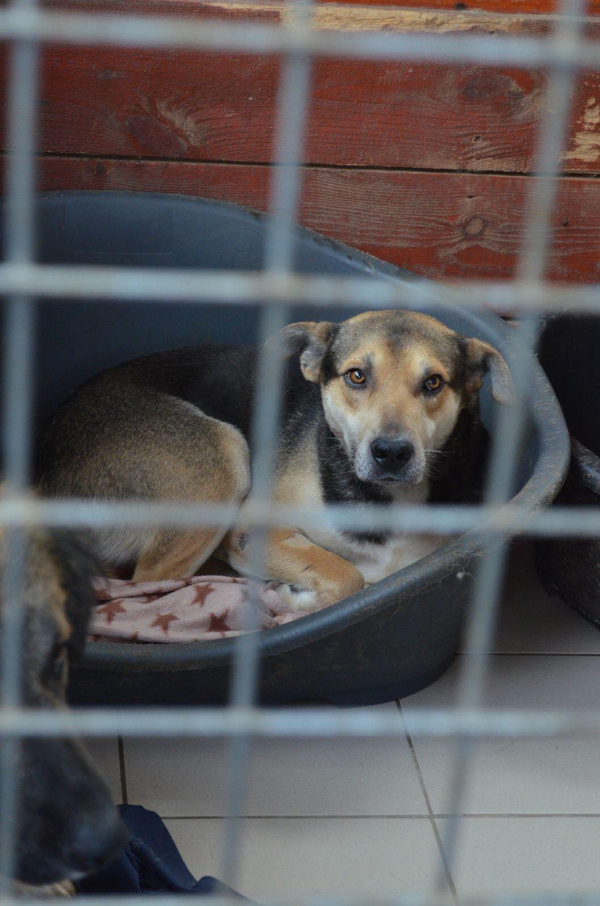 Видео - то, что делает нас людьми: история спасения одной бездомной собаки Видео - то, что делает нас людьми: история спасения одной бездомной собаки - Sputnik Молдова