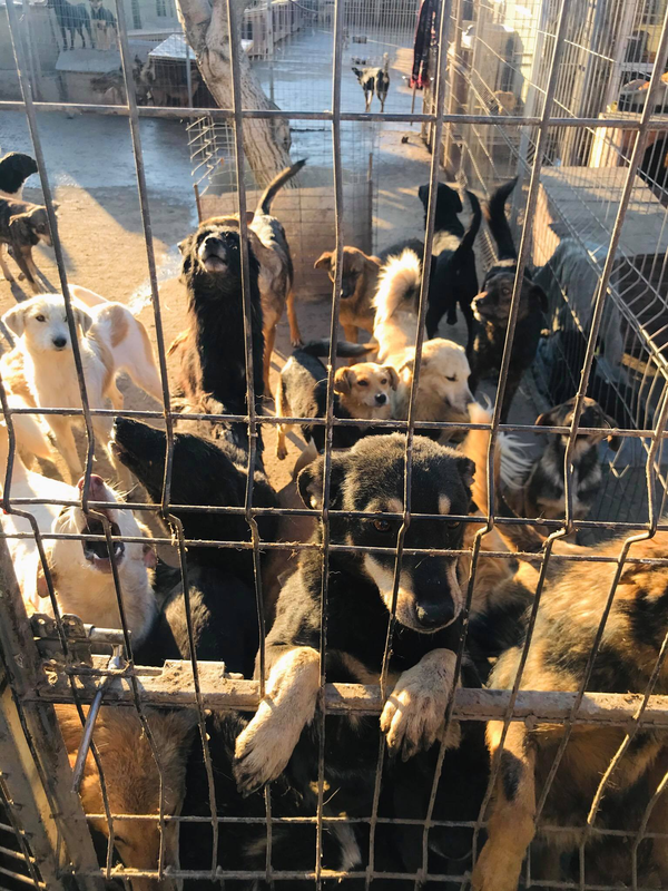 Видео - то, что делает нас людьми: история спасения одной бездомной собаки Видео - то, что делает нас людьми: история спасения одной бездомной собаки - Sputnik Молдова