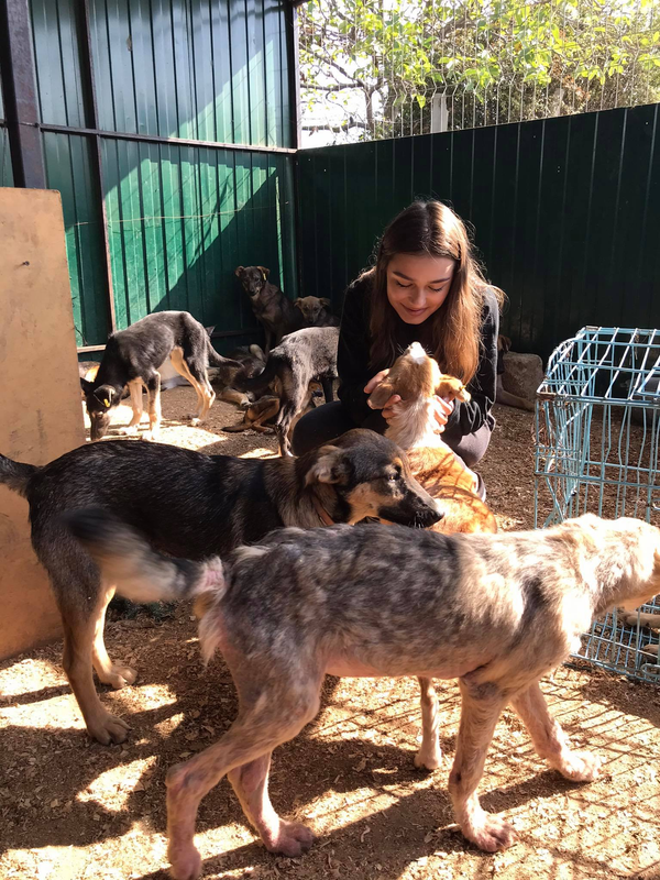 Видео - то, что делает нас людьми: история спасения одной бездомной собаки Видео - то, что делает нас людьми: история спасения одной бездомной собаки - Sputnik Молдова