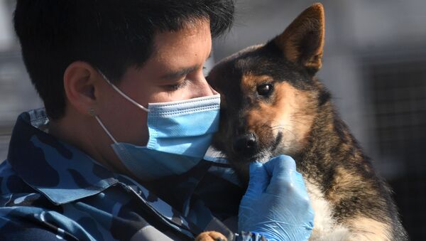 Тренировка служебных собак по выявлению новой коронавирусной инфекции - Sputnik Moldova