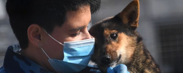 Кинолог с одной из служебных собак породы шалайка кинологического подразделения авиакомпании Аэрофлот в аэропорту Шереметьево Кинолог с одной из служебных собак породы шалайка кинологического подразделения авиакомпании Аэрофлот в аэропорту Шереметьево - Sputnik Молдова