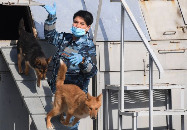 Кинолог во время занятий со служебными собаками породы шалайка кинологического подразделения авиакомпании Аэрофлот в аэропорту Шереметьево - Sputnik Молдова