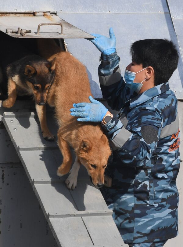 Тренировка служебных собак по выявлению новой коронавирусной инфекции - Sputnik Молдова