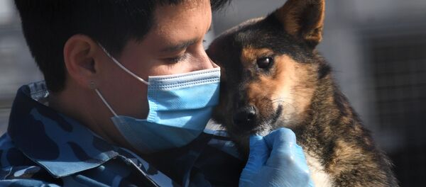 Тренировка служебных собак по выявлению новой коронавирусной инфекции Тренировка служебных собак по выявлению новой коронавирусной инфекции - Sputnik Moldova-România