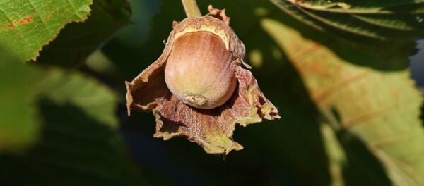 Фундук - Sputnik Молдова