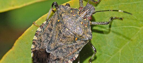 Ploșnița marmorată Ploșnița marmorată - Sputnik Moldova