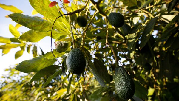 Плоды авокадо на плантации компании Trops недалеко от Тавиры, Португалия - Sputnik Moldova