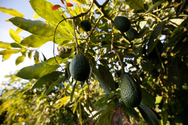 Плоды авокадо на плантации компании Trops недалеко от Тавиры, Португалия - Sputnik Moldova