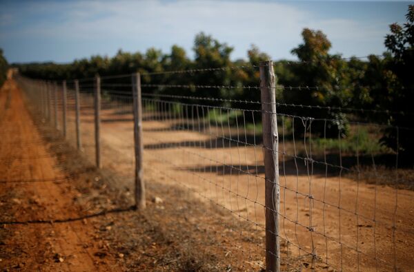 Огороженная забором с колючей проволокой плантация авокадо в регионе Алгарве в Португалии - Sputnik Moldova