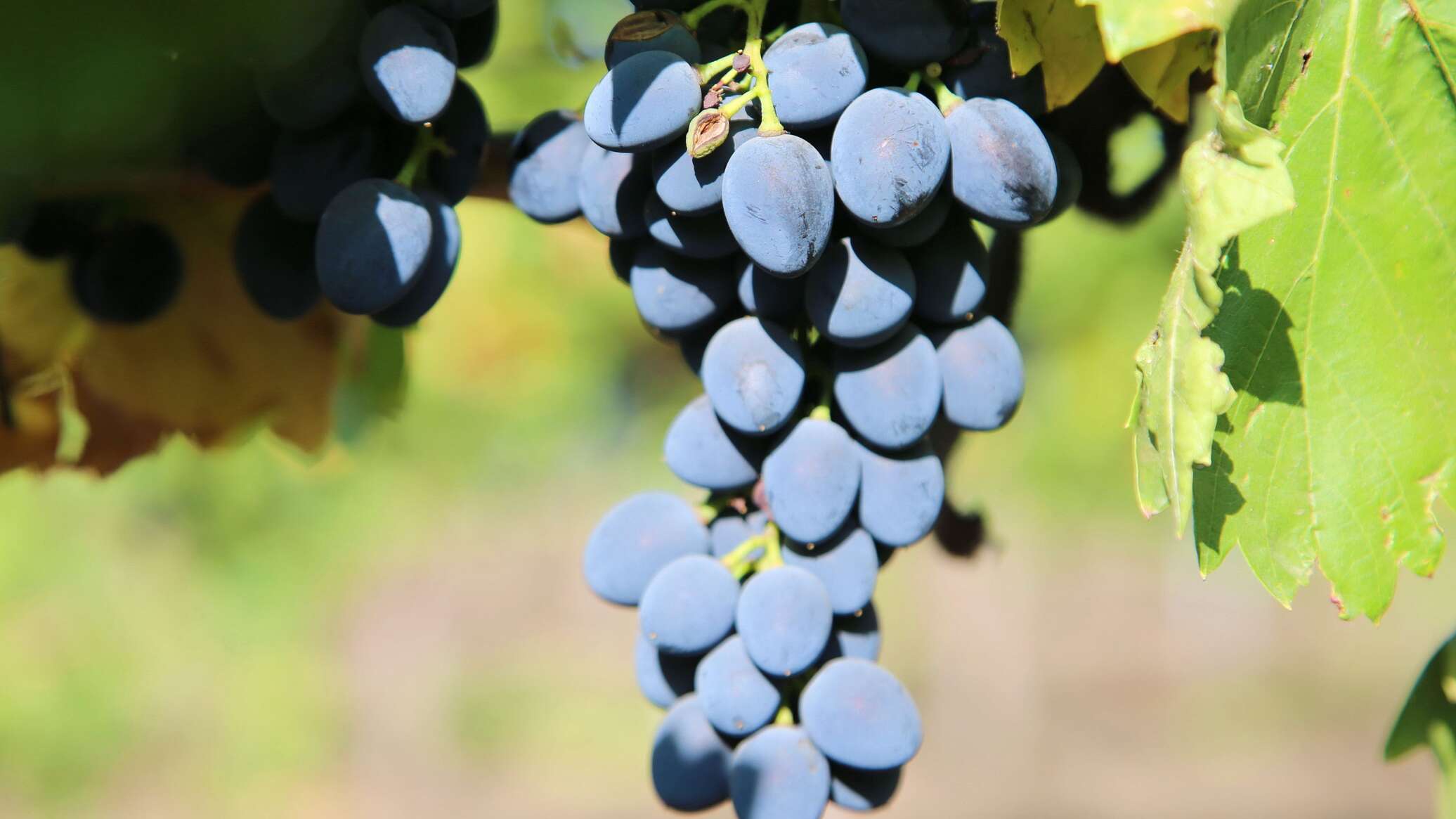 Антонио Великий сорт винограда