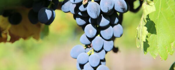 Виноградная гроздь - Sputnik Молдова