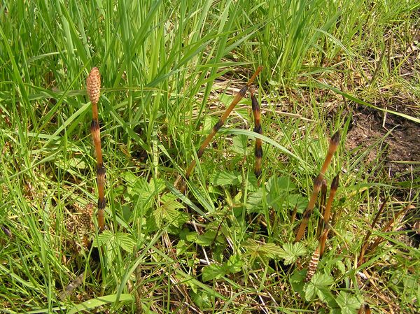 Ceaiul din coada-calului: Te ferește și de răceli - Sputnik Moldova