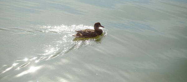 Парк - Sputnik Moldova