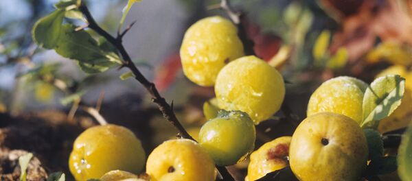 Айва Айва - Sputnik Moldova-România