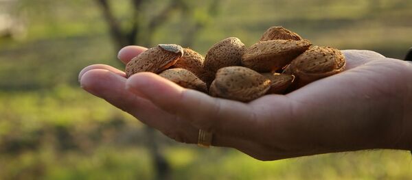 Миндальный орех - Sputnik Молдова